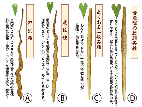 違い 自然薯 山芋 自然薯と山芋の違いってなに？おいしい山芋の食べ方もチェック！